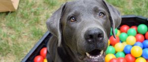 Preview wallpaper dog, muzzle, balls