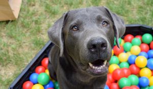Preview wallpaper dog, muzzle, balls