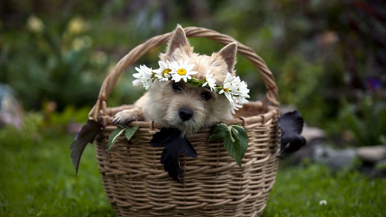 Wallpaper dog, muzzle, basket, sit, wreath, grass, flowers