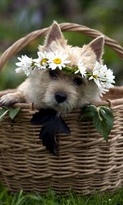 Preview wallpaper dog, muzzle, basket, sit, wreath, grass, flowers