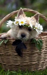 Preview wallpaper dog, muzzle, basket, sit, wreath, grass, flowers