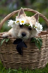 Preview wallpaper dog, muzzle, basket, sit, wreath, grass, flowers