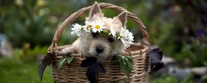 Preview wallpaper dog, muzzle, basket, sit, wreath, grass, flowers