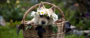 Preview wallpaper dog, muzzle, basket, sit, wreath, grass, flowers