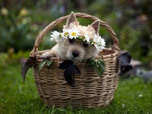 Preview wallpaper dog, muzzle, basket, sit, wreath, grass, flowers