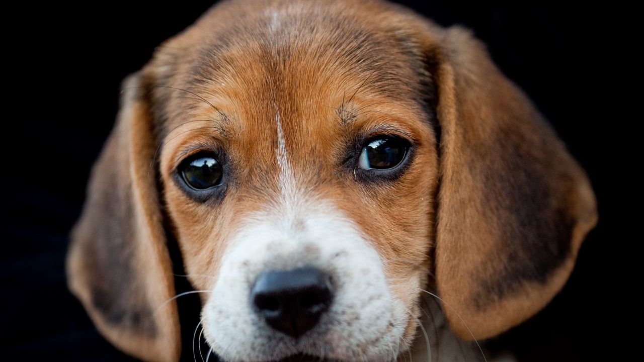 Wallpaper dog, muzzle, beagle, eyes