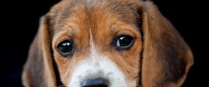 Preview wallpaper dog, muzzle, beagle, eyes