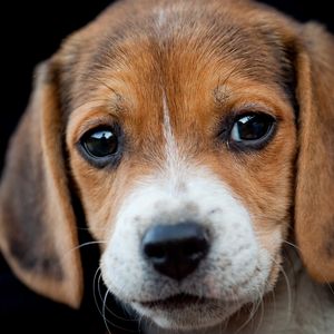 Preview wallpaper dog, muzzle, beagle, eyes