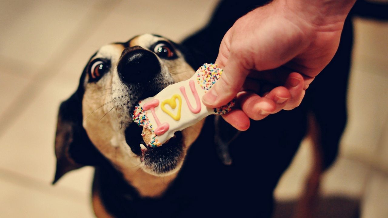 Wallpaper dog, muzzle, biscuits, sweets, treats