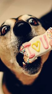 Preview wallpaper dog, muzzle, biscuits, sweets, treats