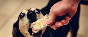 Preview wallpaper dog, muzzle, biscuits, sweets, treats