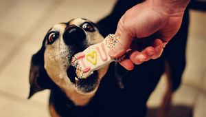 Preview wallpaper dog, muzzle, biscuits, sweets, treats