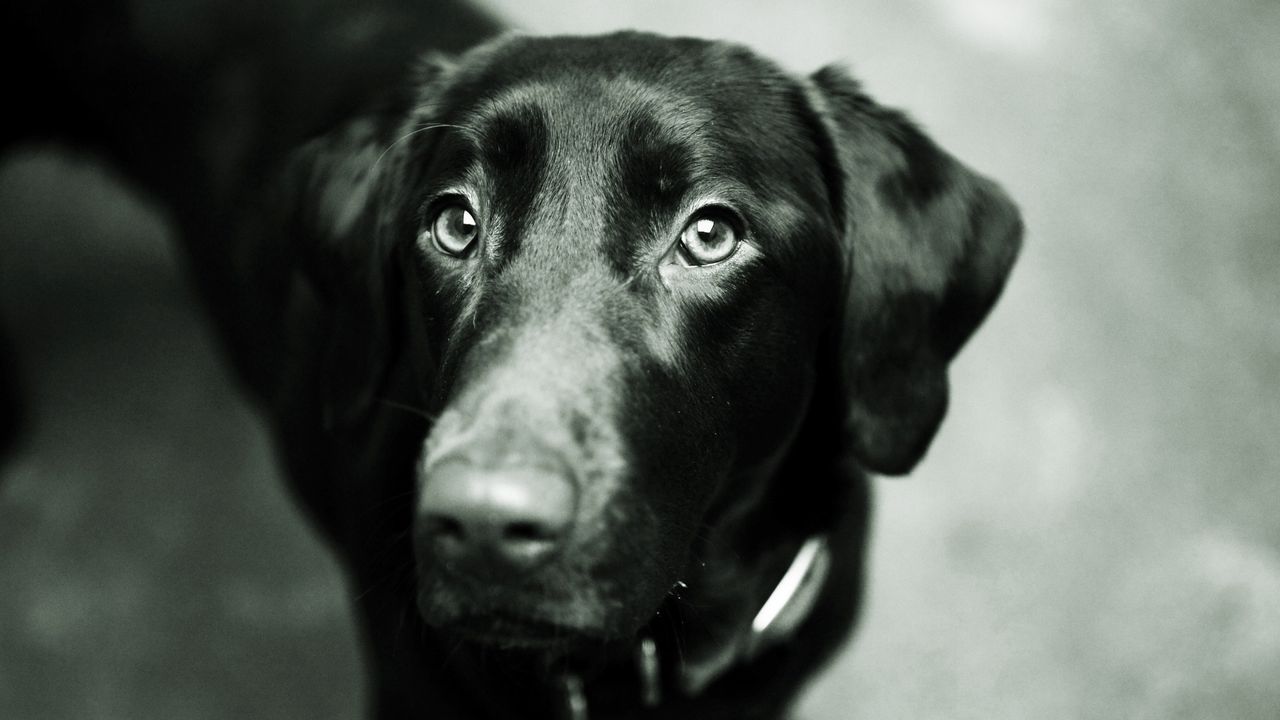 Wallpaper dog, muzzle, black, nose, ears, black white