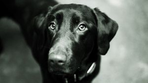 Preview wallpaper dog, muzzle, black, nose, ears, black white