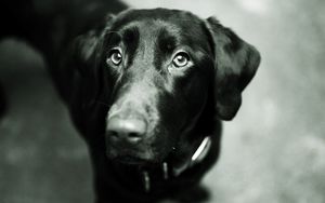 Preview wallpaper dog, muzzle, black, nose, ears, black white