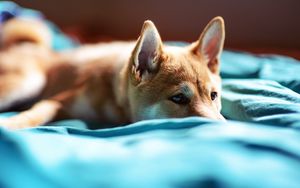 Preview wallpaper dog, muzzle, blanket, lie