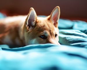 Preview wallpaper dog, muzzle, blanket, lie