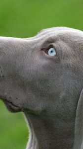 Preview wallpaper dog, muzzle, blue-eyed, profile