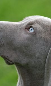 Preview wallpaper dog, muzzle, blue-eyed, profile