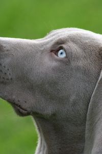 Preview wallpaper dog, muzzle, blue-eyed, profile