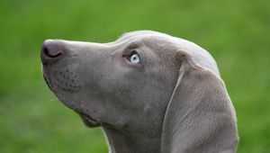 Preview wallpaper dog, muzzle, blue-eyed, profile