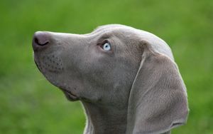 Preview wallpaper dog, muzzle, blue-eyed, profile