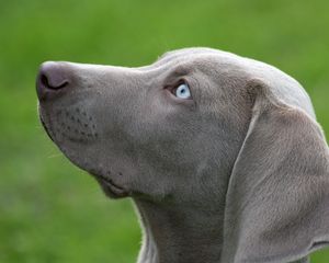 Preview wallpaper dog, muzzle, blue-eyed, profile
