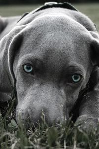 Preview wallpaper dog, muzzle, blue-eyed, grass, hiding