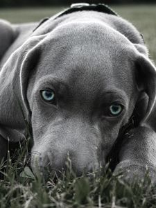 Preview wallpaper dog, muzzle, blue-eyed, grass, hiding