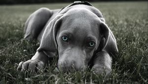 Preview wallpaper dog, muzzle, blue-eyed, grass, hiding