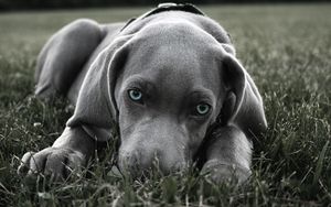 Preview wallpaper dog, muzzle, blue-eyed, grass, hiding