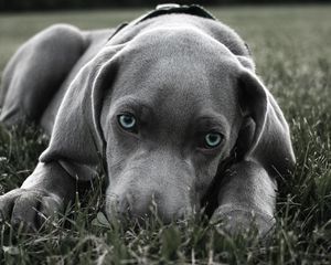 Preview wallpaper dog, muzzle, blue-eyed, grass, hiding