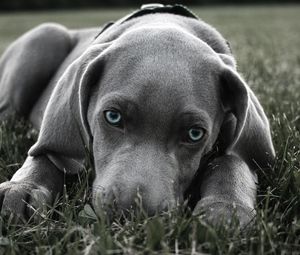 Preview wallpaper dog, muzzle, blue-eyed, grass, hiding