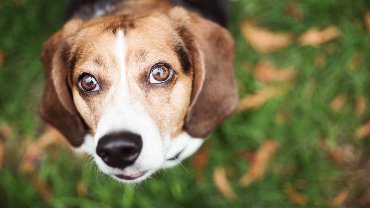 Wallpaper dog, muzzle, blur, grass