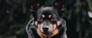 Preview wallpaper dog, muzzle, blur, jacket
