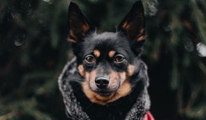 Preview wallpaper dog, muzzle, blur, jacket
