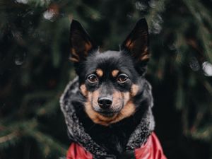 Preview wallpaper dog, muzzle, blur, jacket