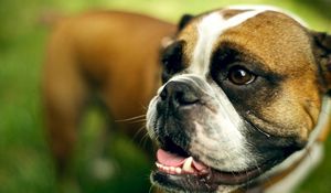 Preview wallpaper dog, muzzle, boxer, tired