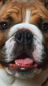 Preview wallpaper dog, muzzle, boxer, brown, white