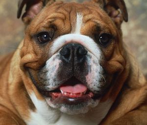 Preview wallpaper dog, muzzle, boxer, brown, white