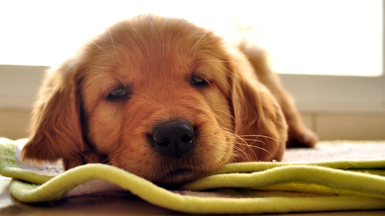 Wallpaper dog muzzle, brown, rest, sleep