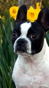 Preview wallpaper dog, muzzle, bulldog, flowers, daffodils