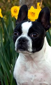 Preview wallpaper dog, muzzle, bulldog, flowers, daffodils