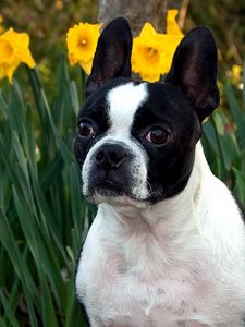 Preview wallpaper dog, muzzle, bulldog, flowers, daffodils