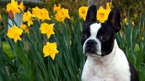Preview wallpaper dog, muzzle, bulldog, flowers, daffodils