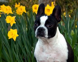 Preview wallpaper dog, muzzle, bulldog, flowers, daffodils