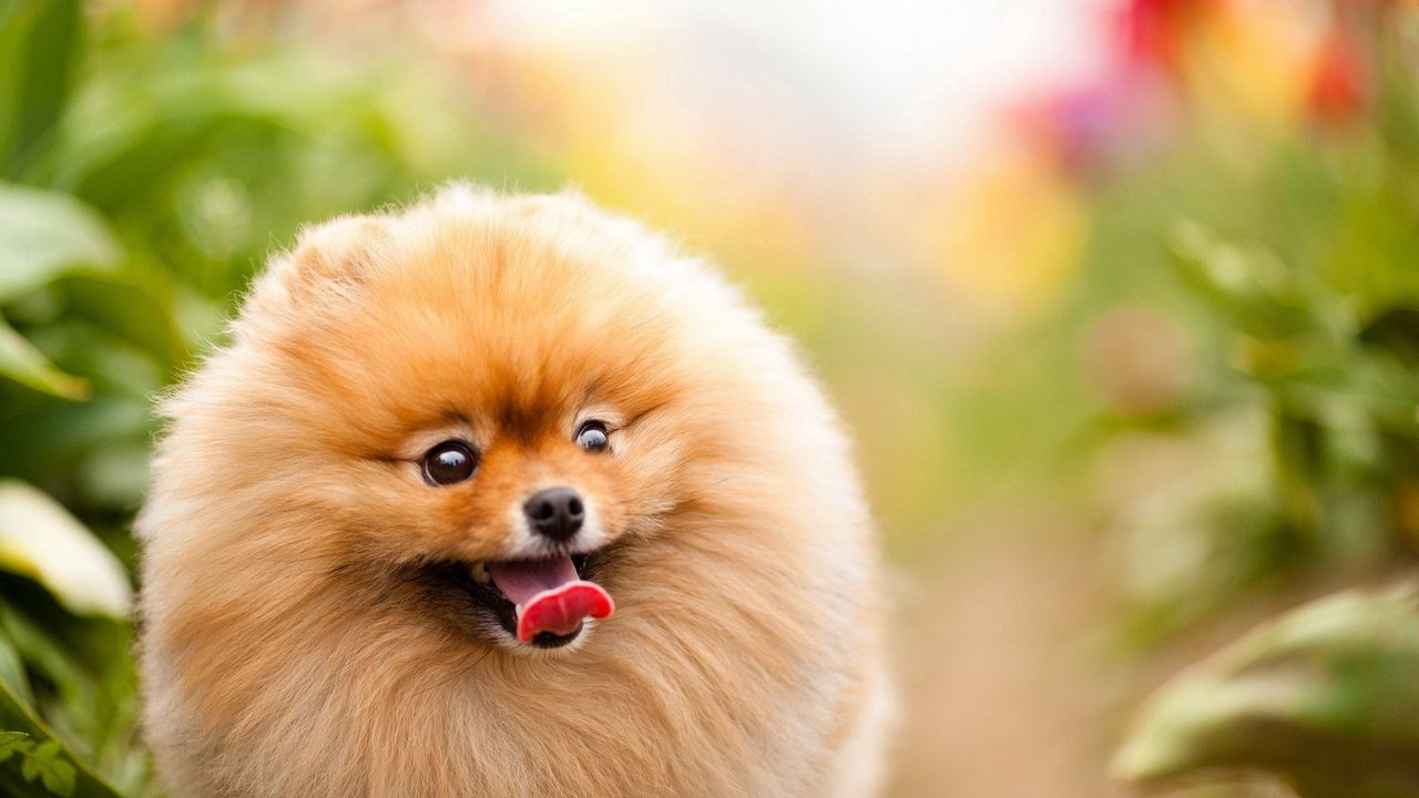 Wallpaper dog, muzzle, bushy, nature, walk
