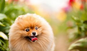 Preview wallpaper dog, muzzle, bushy, nature, walk