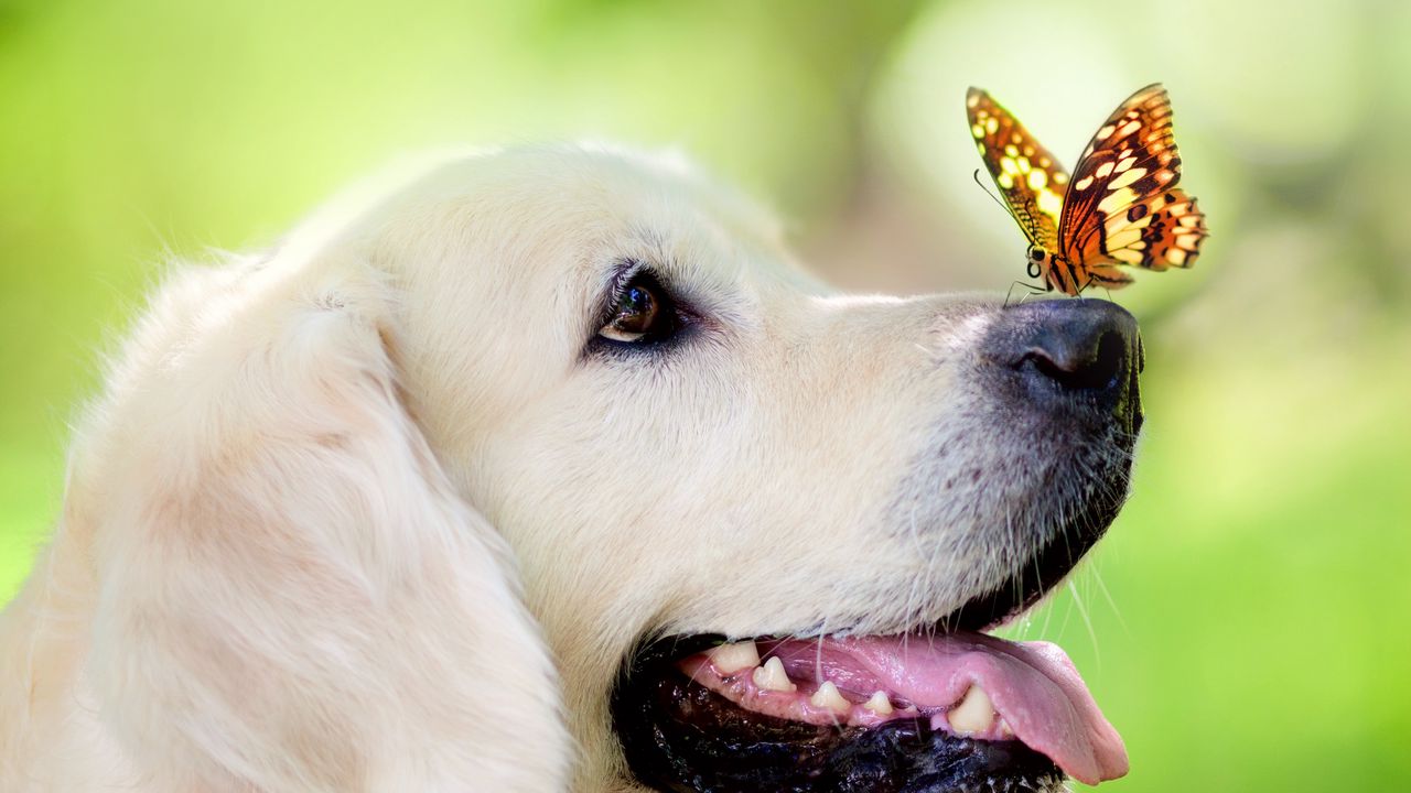 Wallpaper dog, muzzle, butterfly, protruding tongue, spring, summer
