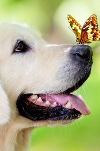 Preview wallpaper dog, muzzle, butterfly, protruding tongue, spring, summer